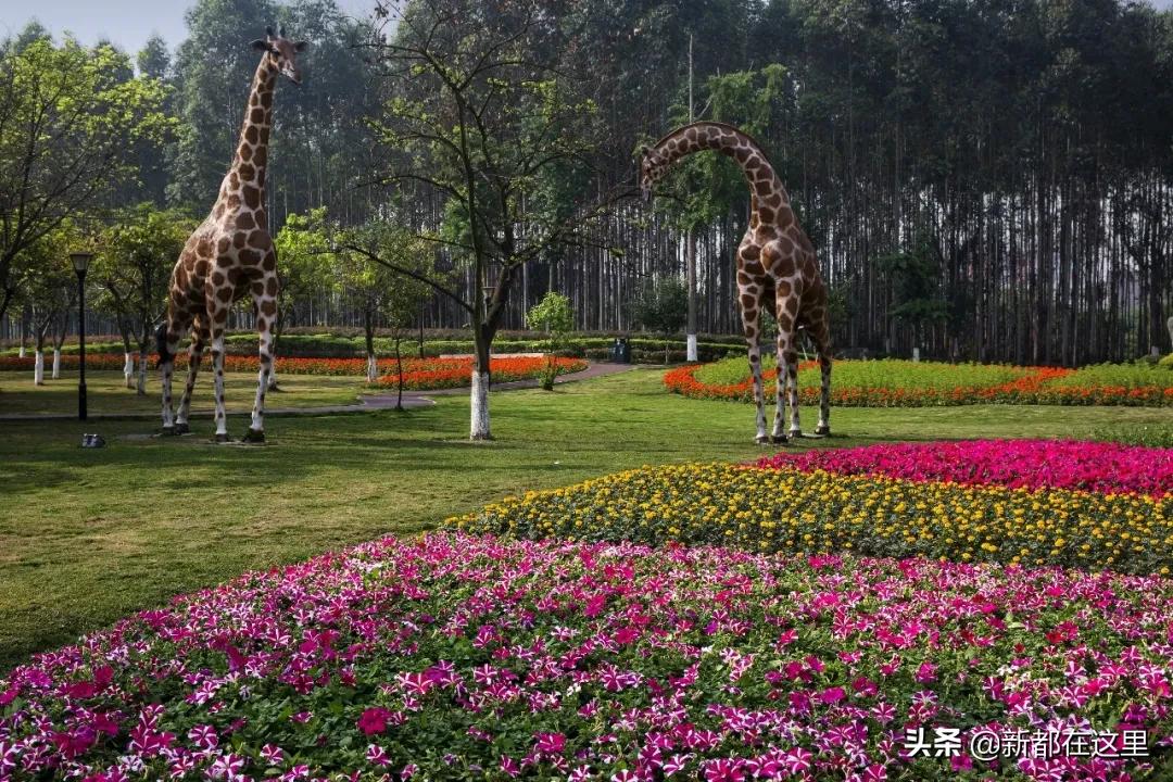 邂逅香城，在新都必做的50件小事~