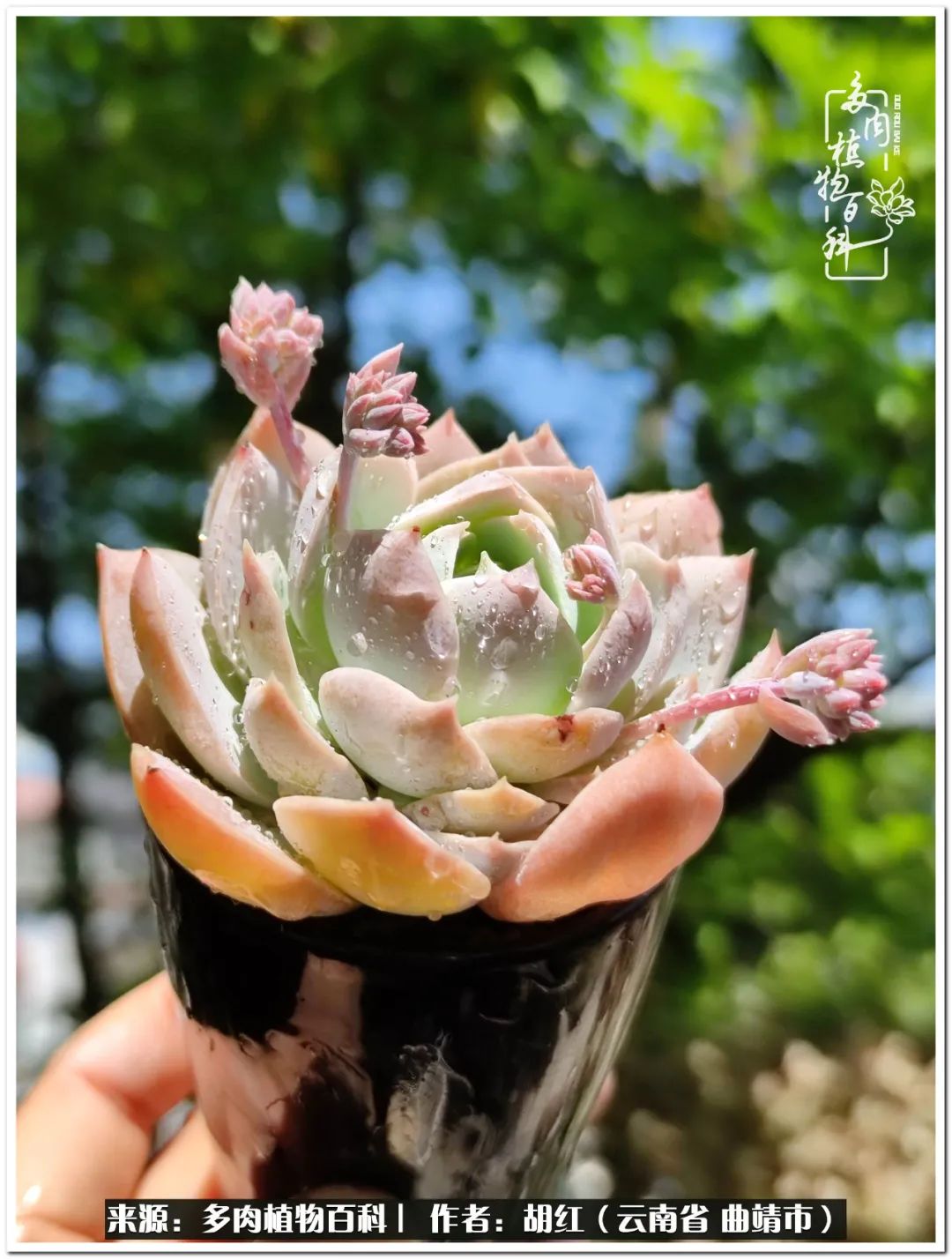 多肉植物里的糖,多肉生活的调味剂