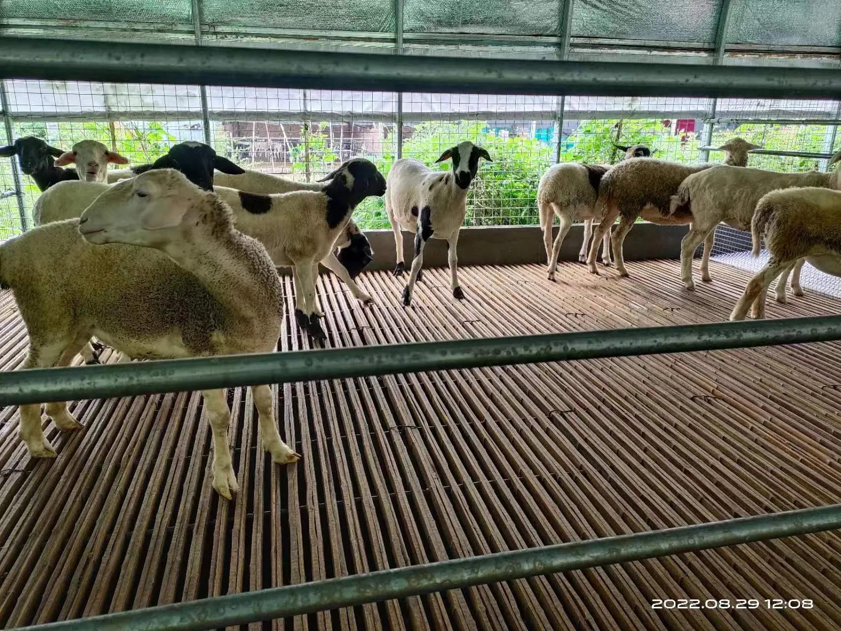 羊能长期喂白菜叶吗,羊能长期喂红糖吗