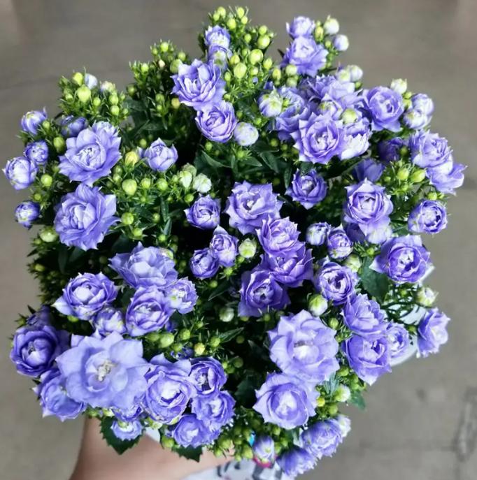 重瓣丹麦风铃花为什么养不活,重瓣风铃花该怎么养