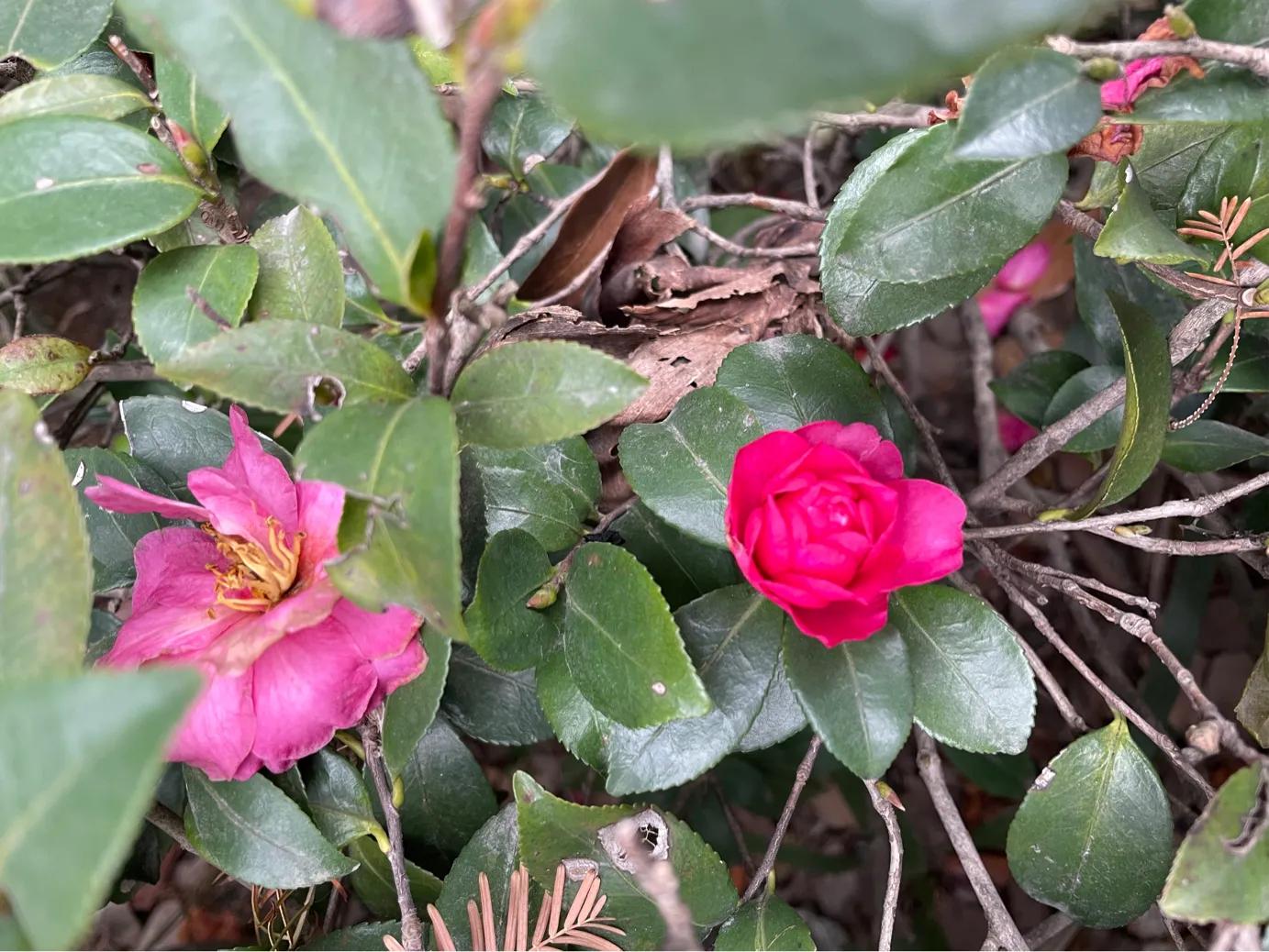 年味已至：看生机藏于萧瑟，把寒冬泡进热茶