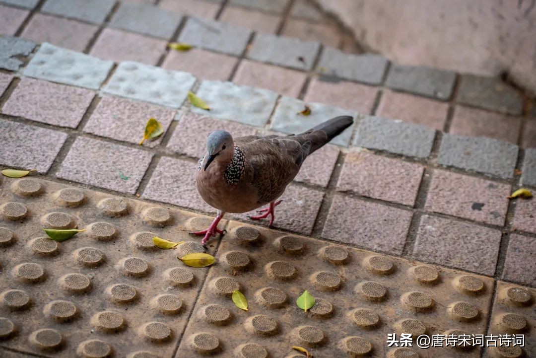 斑斑和鸠鸠,斑斑和鸠鸠的主页