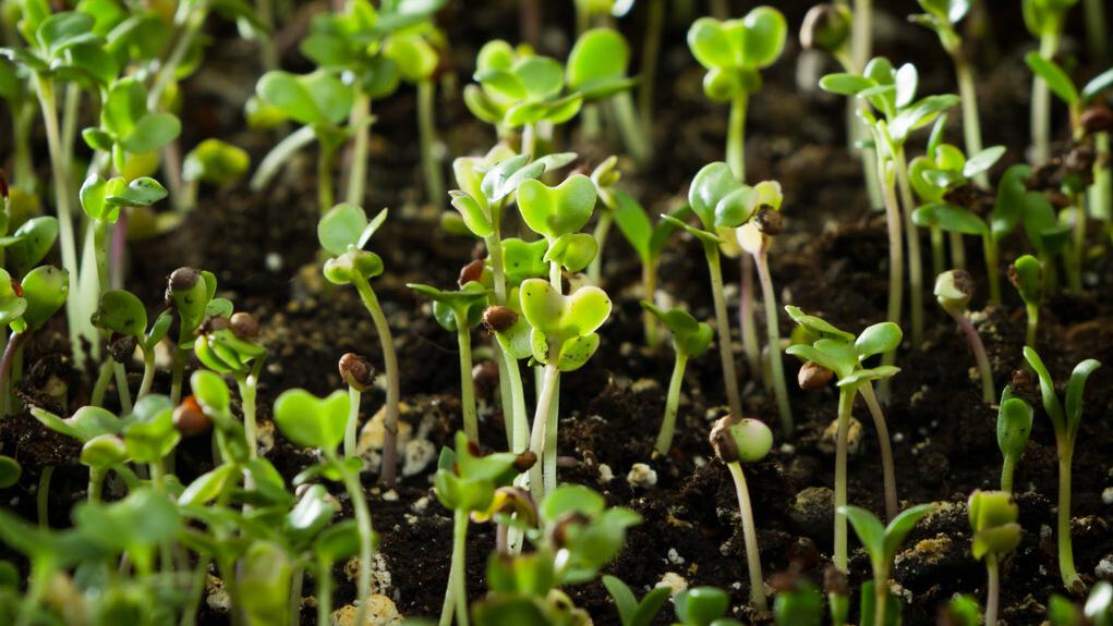 日本企业损失百亿,日本垄断全球半导体产业链2019