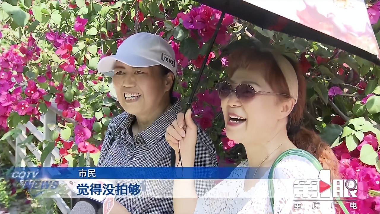 期待已久的三角梅绚丽多彩,街边的红紫三角梅艳丽开放