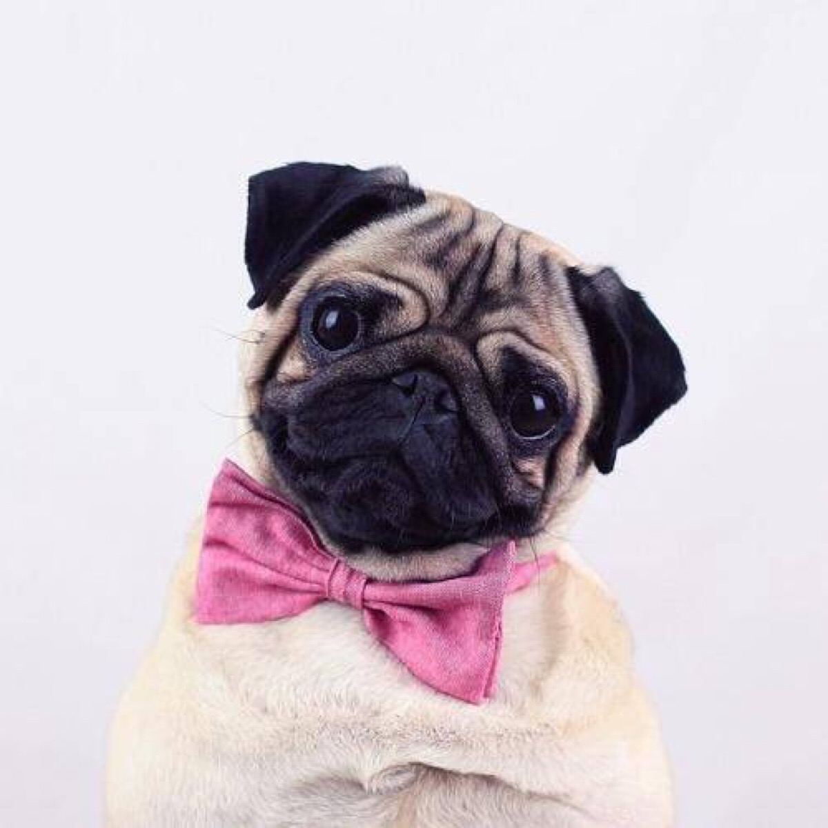 巴哥滑滑板怎么教,巴哥滑板训练