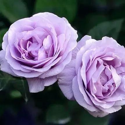 我爱月季花完整版,我爱月季花300字作文