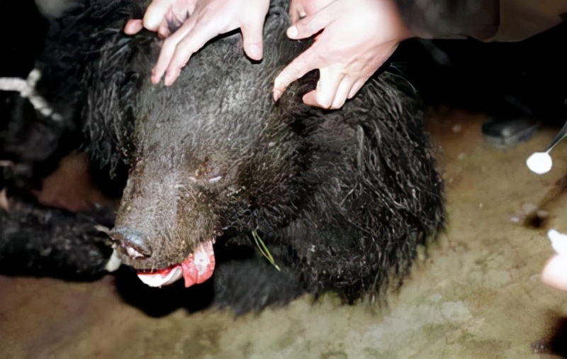 大学生伤熊事件是什么时候,大学生伤熊事件真实视频