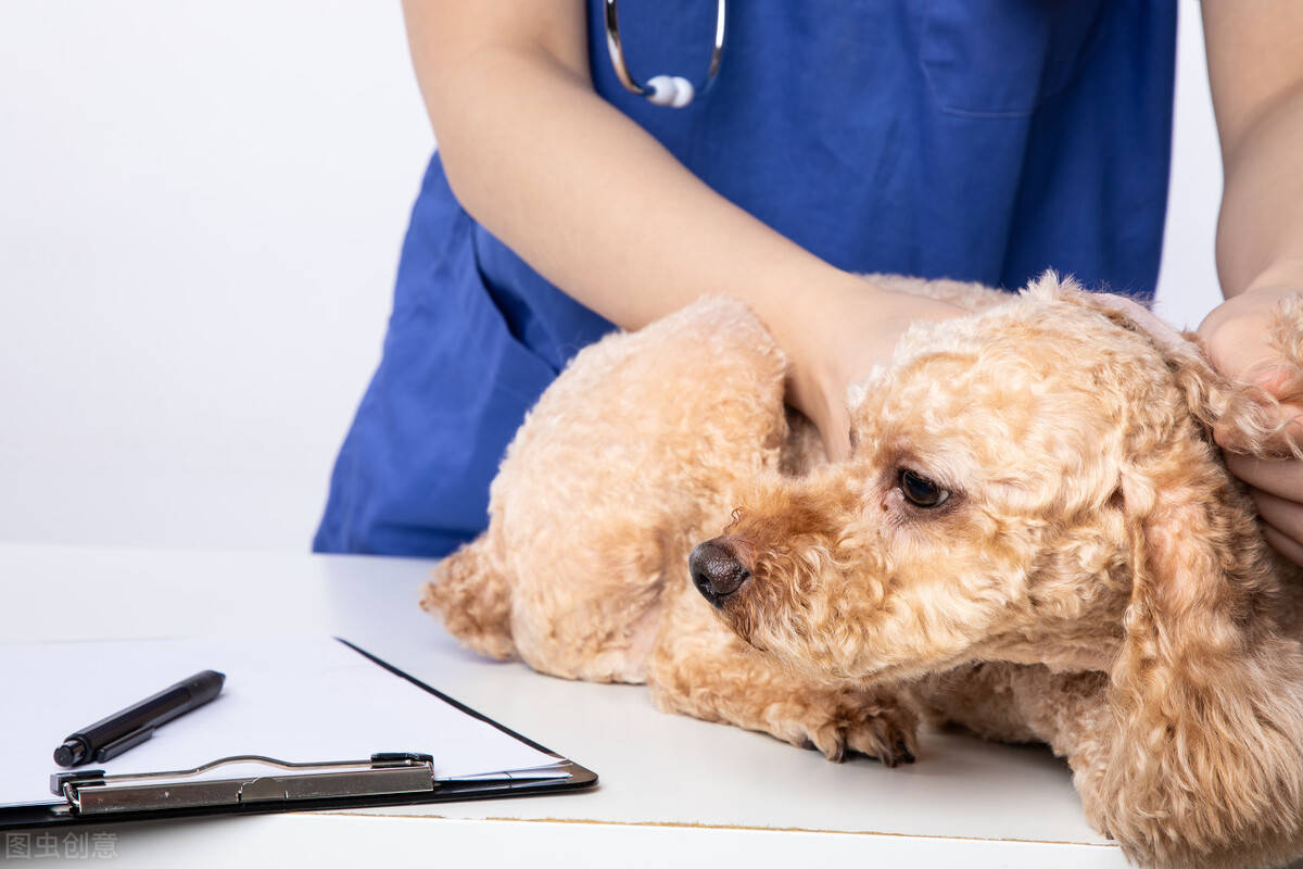 我的狗狗死了怎么度过这段时间,我的小狗生病了却丢了我该怎么办