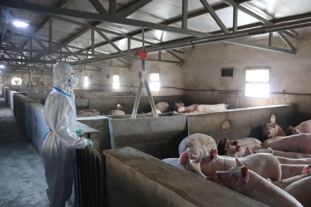 生态养殖大黑猪致富经,笨猪养殖致富