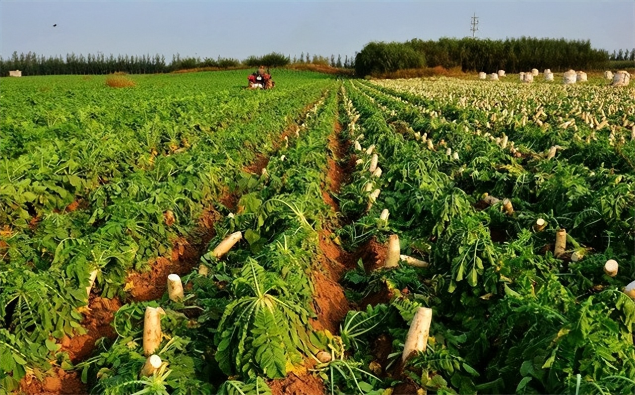 “穷死不耕丈人田，饿死不进萝卜园”是什么意思？