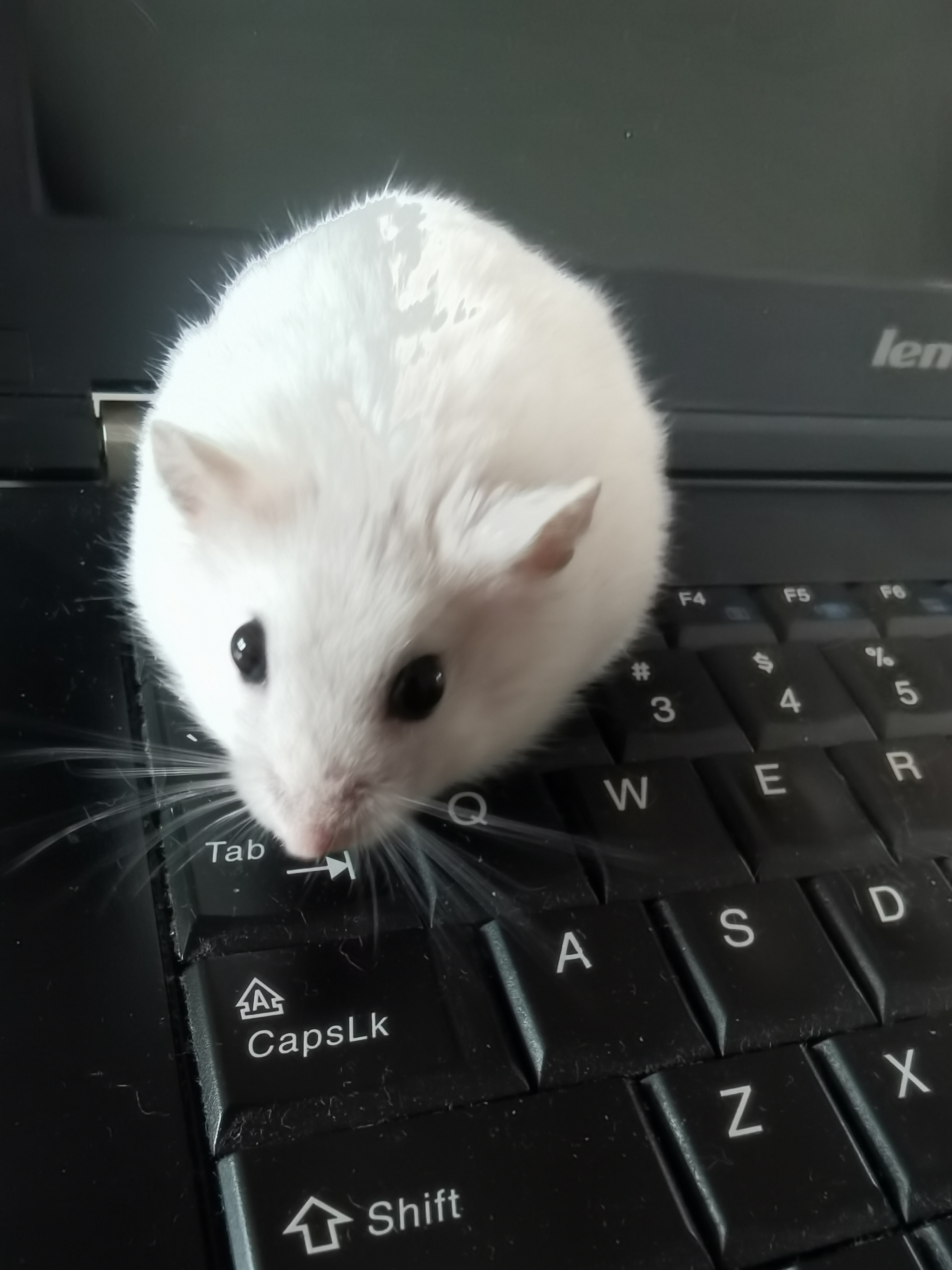 第一只仓鼠怎么来的,我的第一只小猫咪完整版