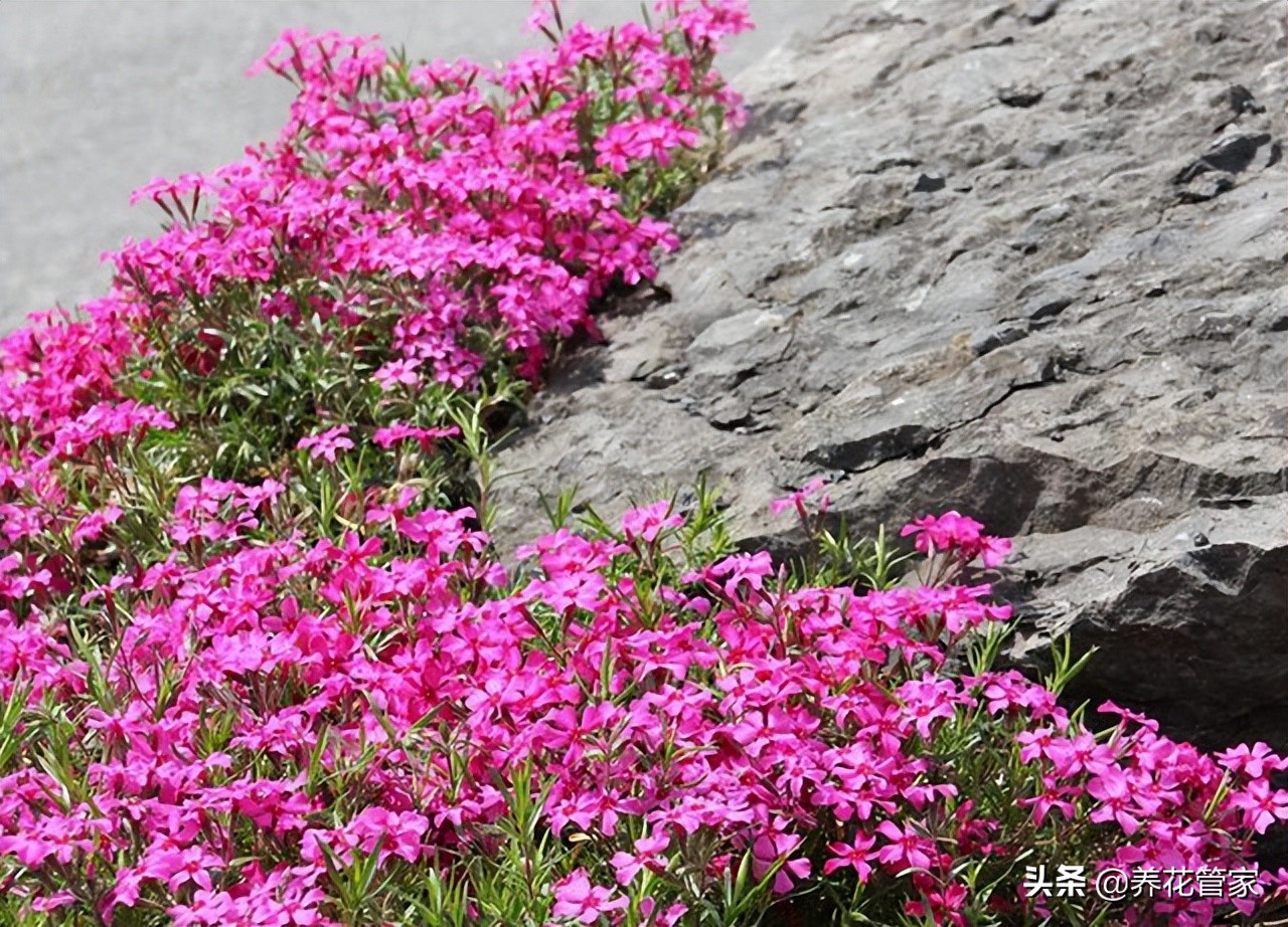 鍥灄鏅妞嶇墿閰嶇疆,鍥灄鏅妞嶇墿閰嶇疆鍥捐В