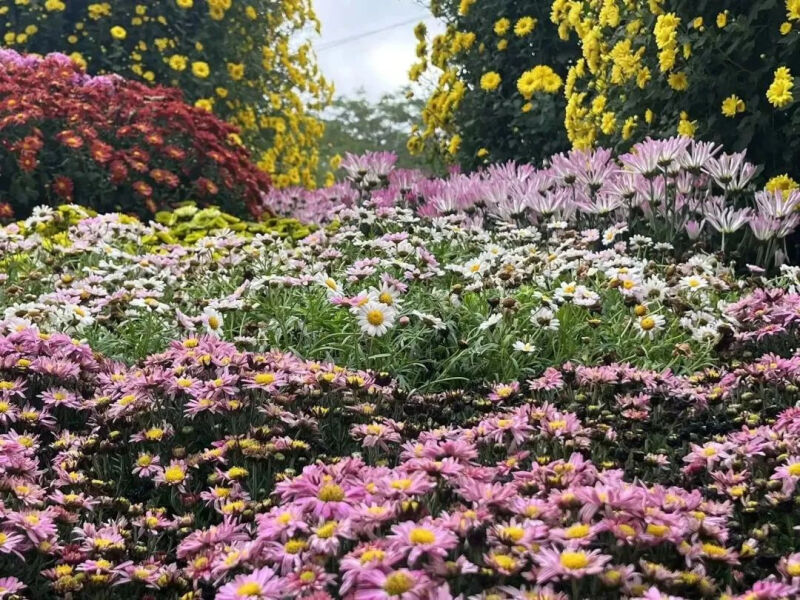 深圳市东湖公园一年一季的菊花展,深圳的东湖公园的菊花展漂亮极了