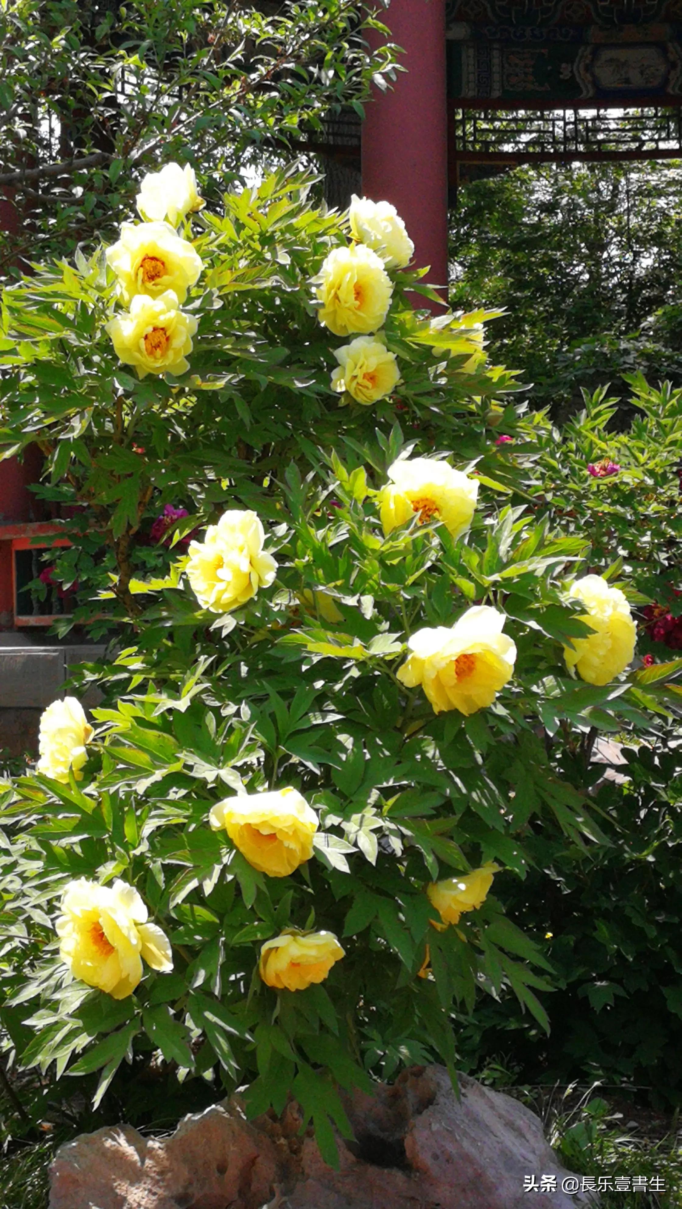 中国园林博物馆游览时间表,小众游玩强烈推荐北京园林博物馆