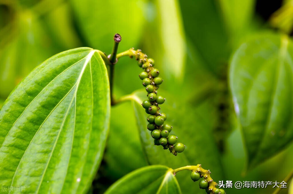 2023海南胡椒最新价格今天,海南胡椒价格走势预测