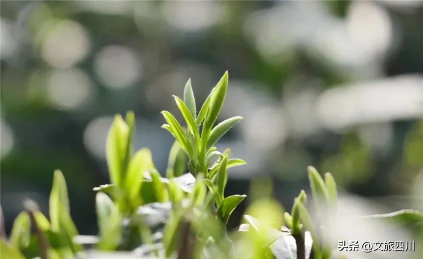 国际敬茶日,国际茶日徽茶迎天下
