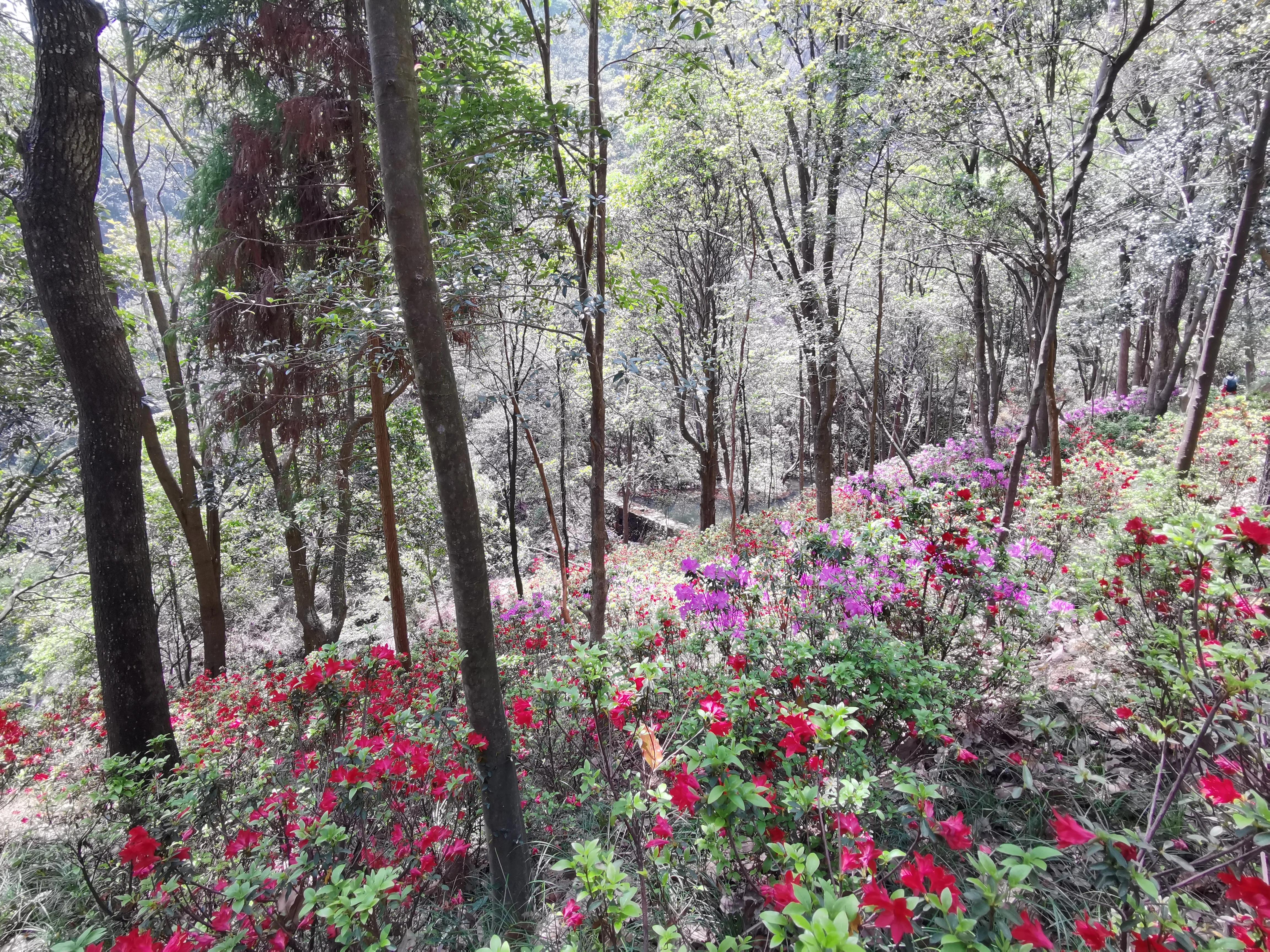 温州雁荡山天下奇秀,雁荡山两日游