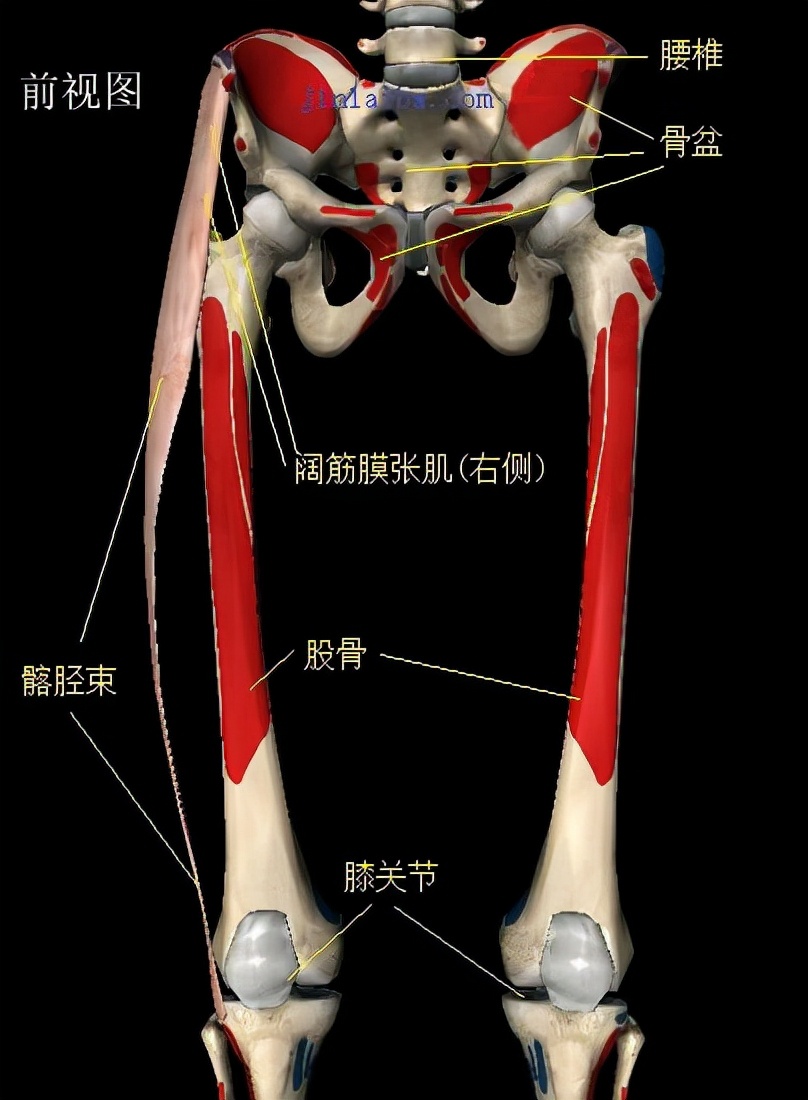阔筋膜张肌和臀大肌酸痛,阔筋膜张肌和膝盖疼的关系