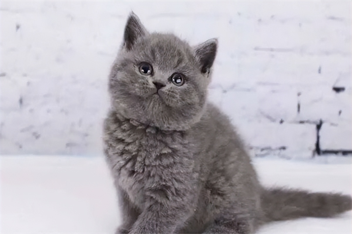 蓝猫市场价多少钱一只,蓝猫1000多一只真的吗