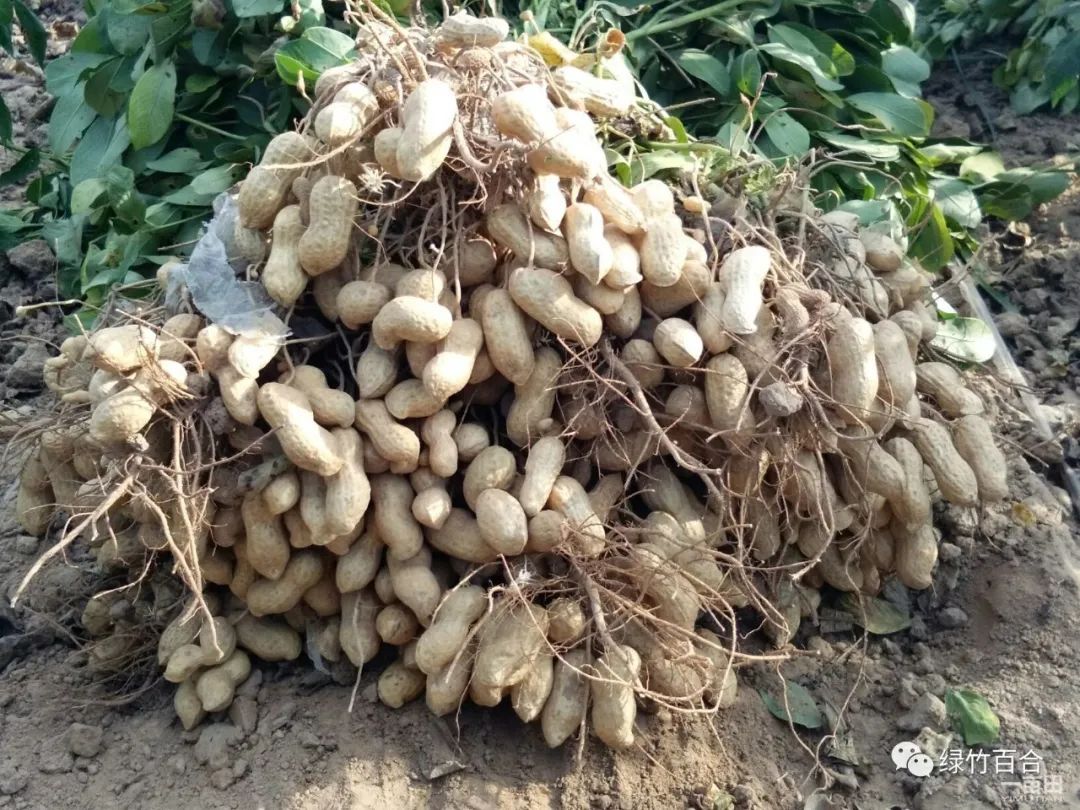 落花生课文,落花生的女儿