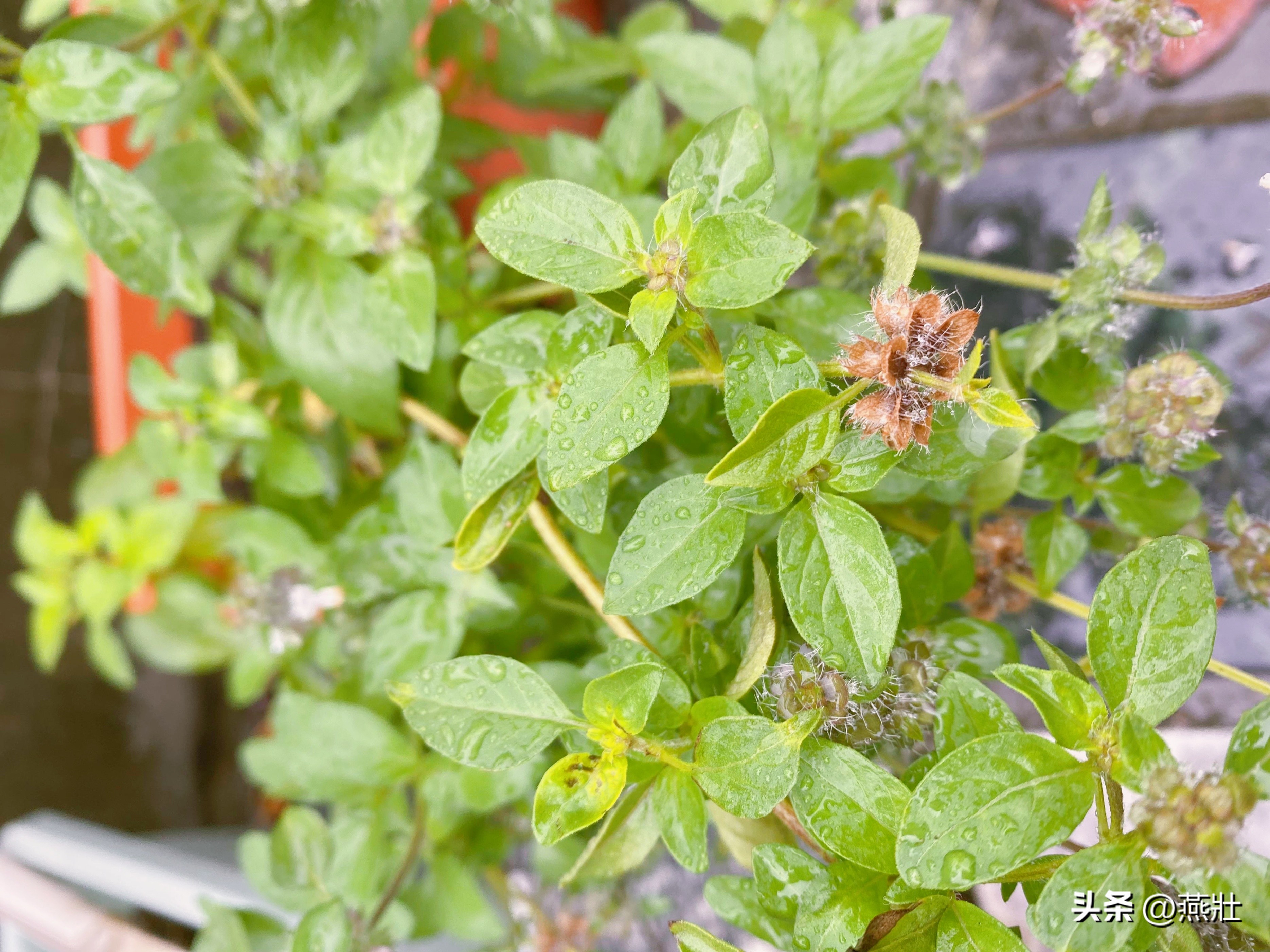 当我想念故乡的时候,当我想起遥远故乡