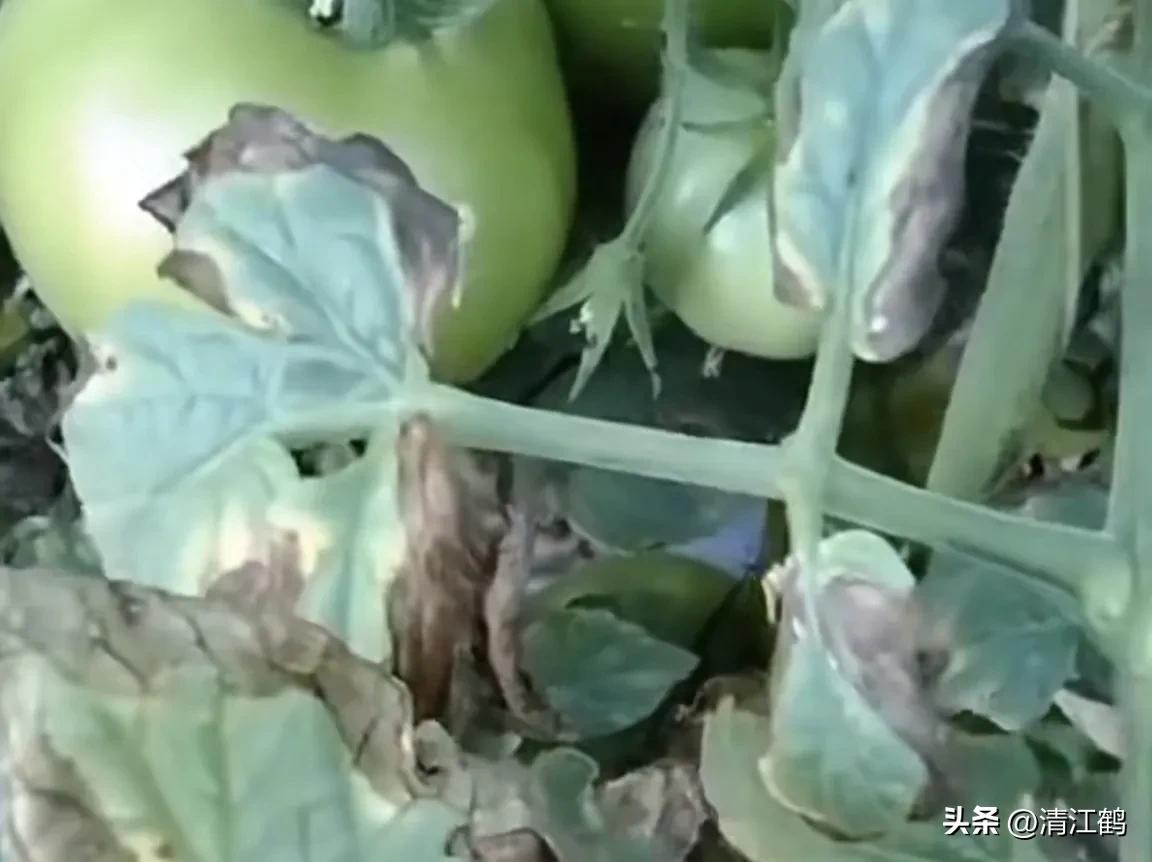 番茄晚疫病物理最佳治疗方法,番茄病虫草害防治