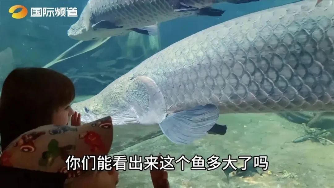 世界潮我看丨中外“导游”带你逛展览、品美食……云游世界