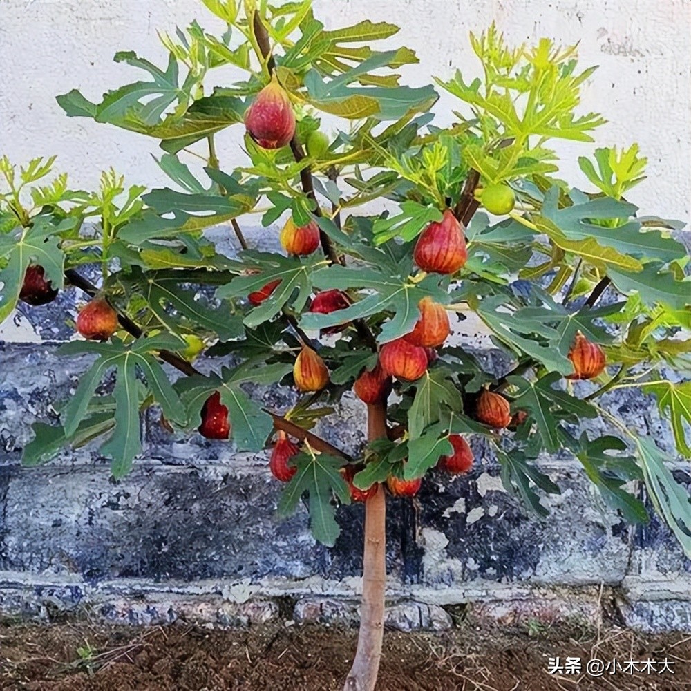 走进果实的世界我发现了什么,走进无花果的世界