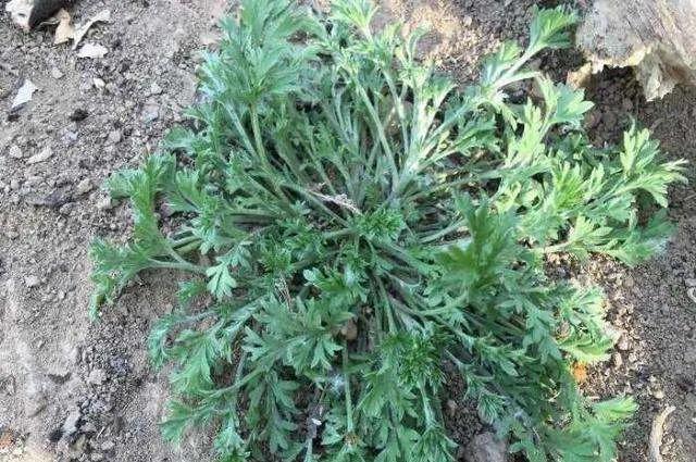 春吃鲜这些野菜你吃过吗,哪种食材是春季常吃的野菜