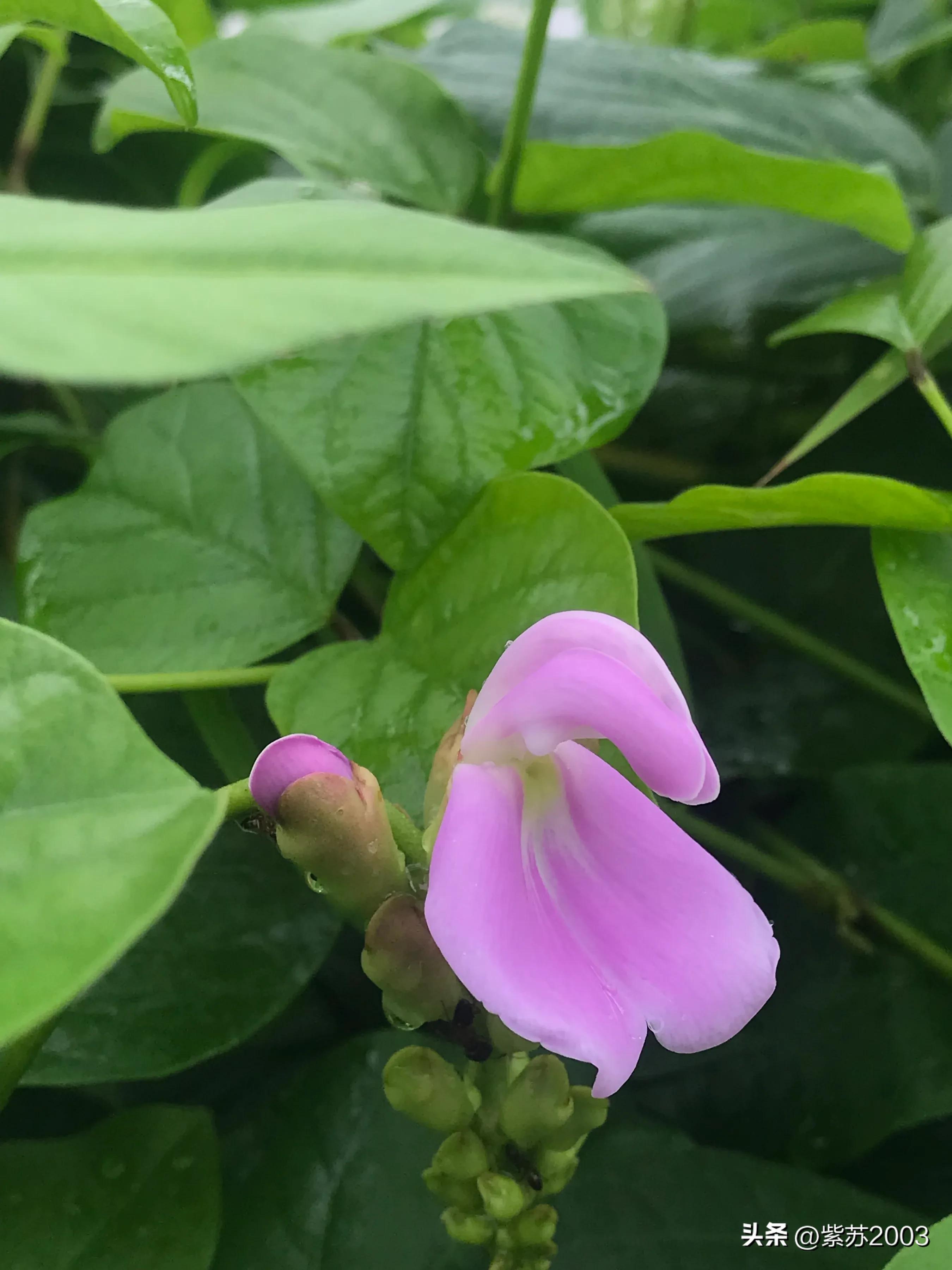 17000后的第一笔收益,头条视频首发收益会翻倍吗