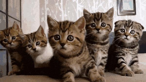 养猫首选这6种猫,养猫最好的4种人