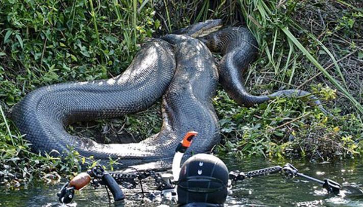 世界最大的蛇类,中国最大的蛇类展览馆