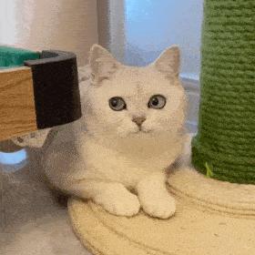 为什么猫咪爱吃电线,猫咪爱咬人手怎么办特别狠