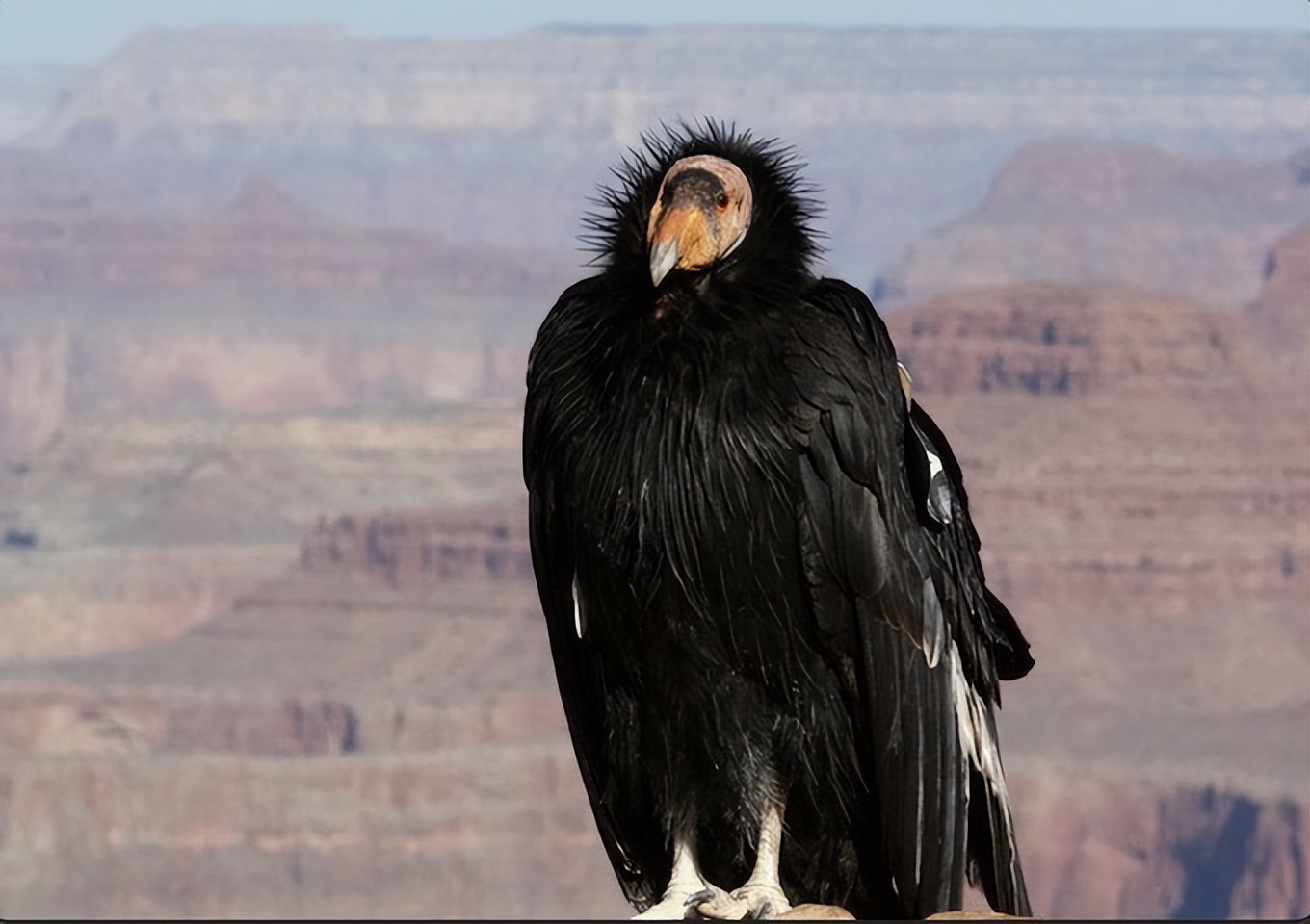 科学家记录鳄鱼首次孤雌生殖,美国雌性鳄鱼
