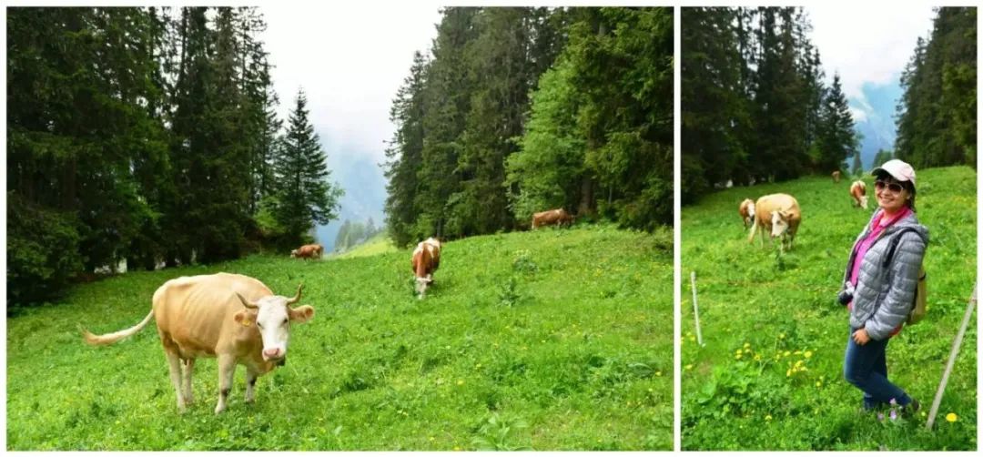 瑞士意大利德国奥地利自驾路线,奥地利瑞士自驾旅行2016年