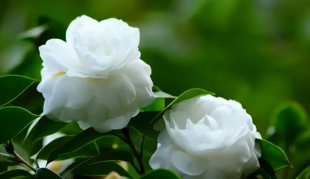 中国十大名花排行榜及图片,中国十大名花明细