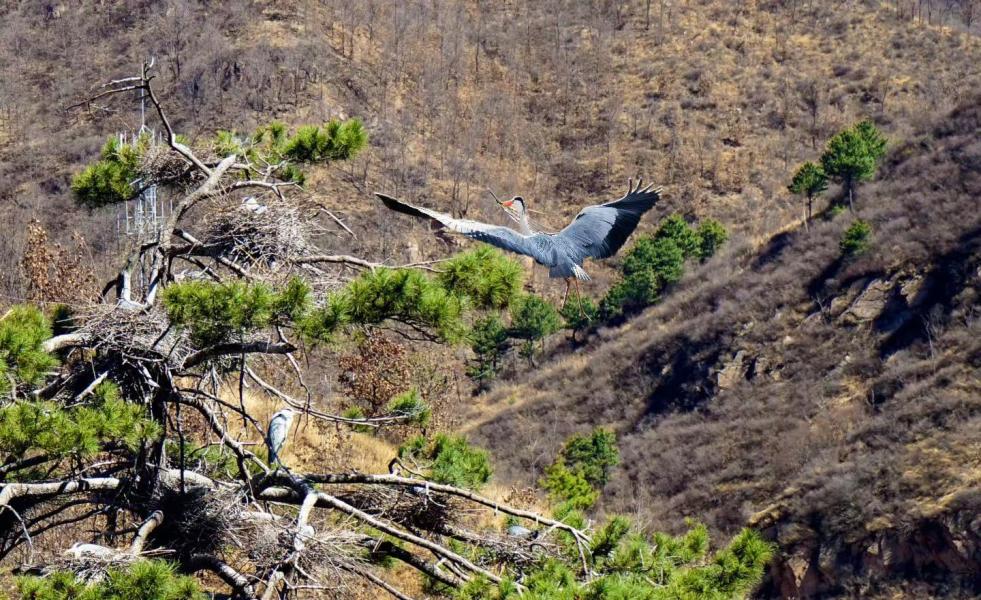 跟着“鸟王爷”去观鸟