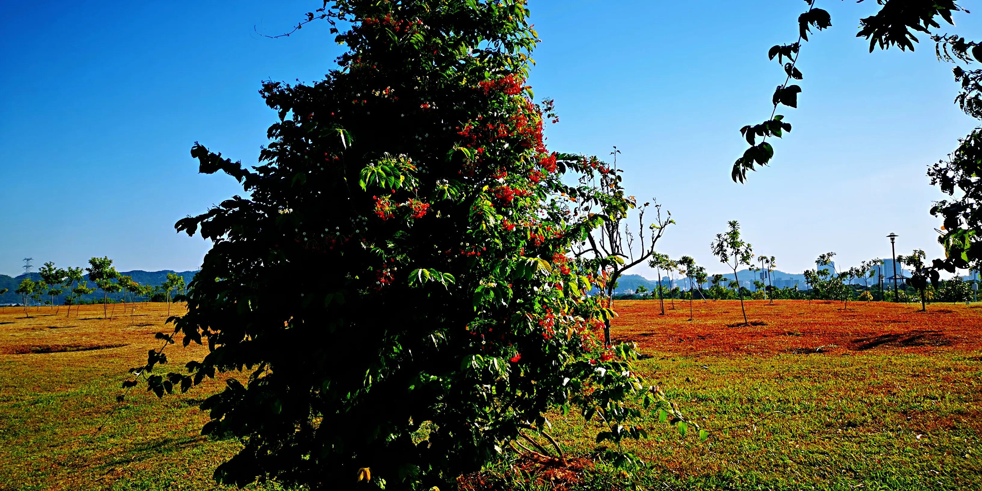 深圳环湖徒步,深圳环形绿道有哪条