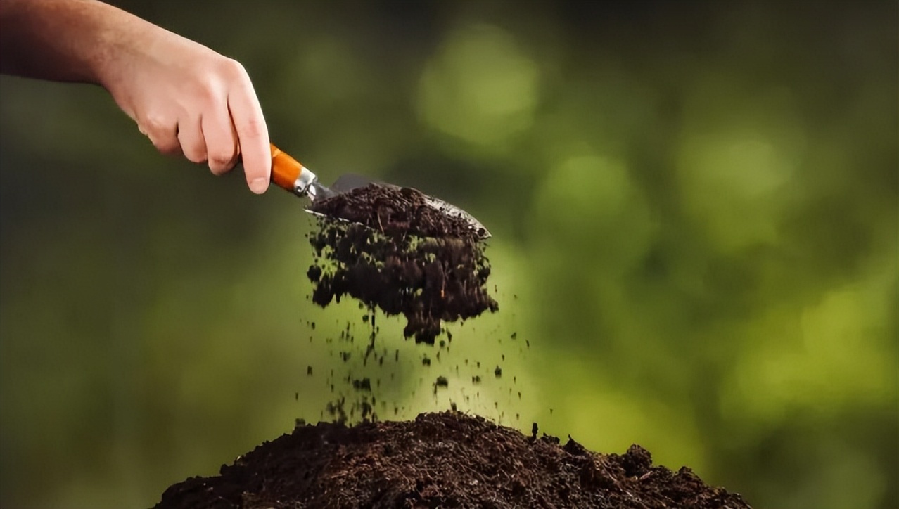 菊花用开水泡不开怎么办,菊花怎样才能泡出菊花茶的味道