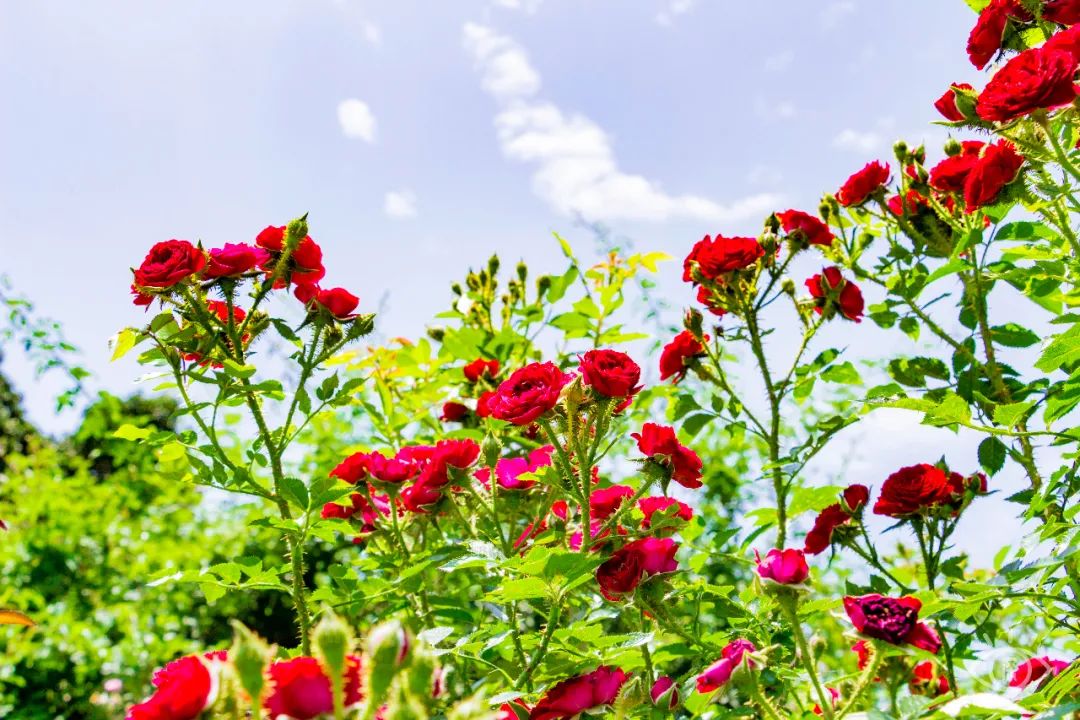 地铁深圳一号线哪里好玩,深圳1号线营业时间
