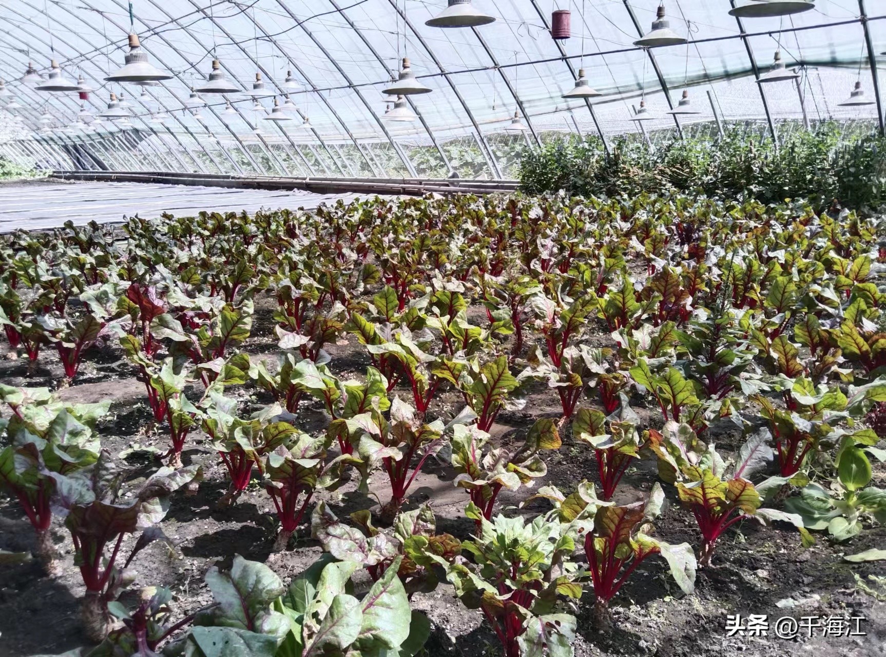 塞外水乡度假村怎么样,乌鲁木齐新市区塞外水乡门票价格