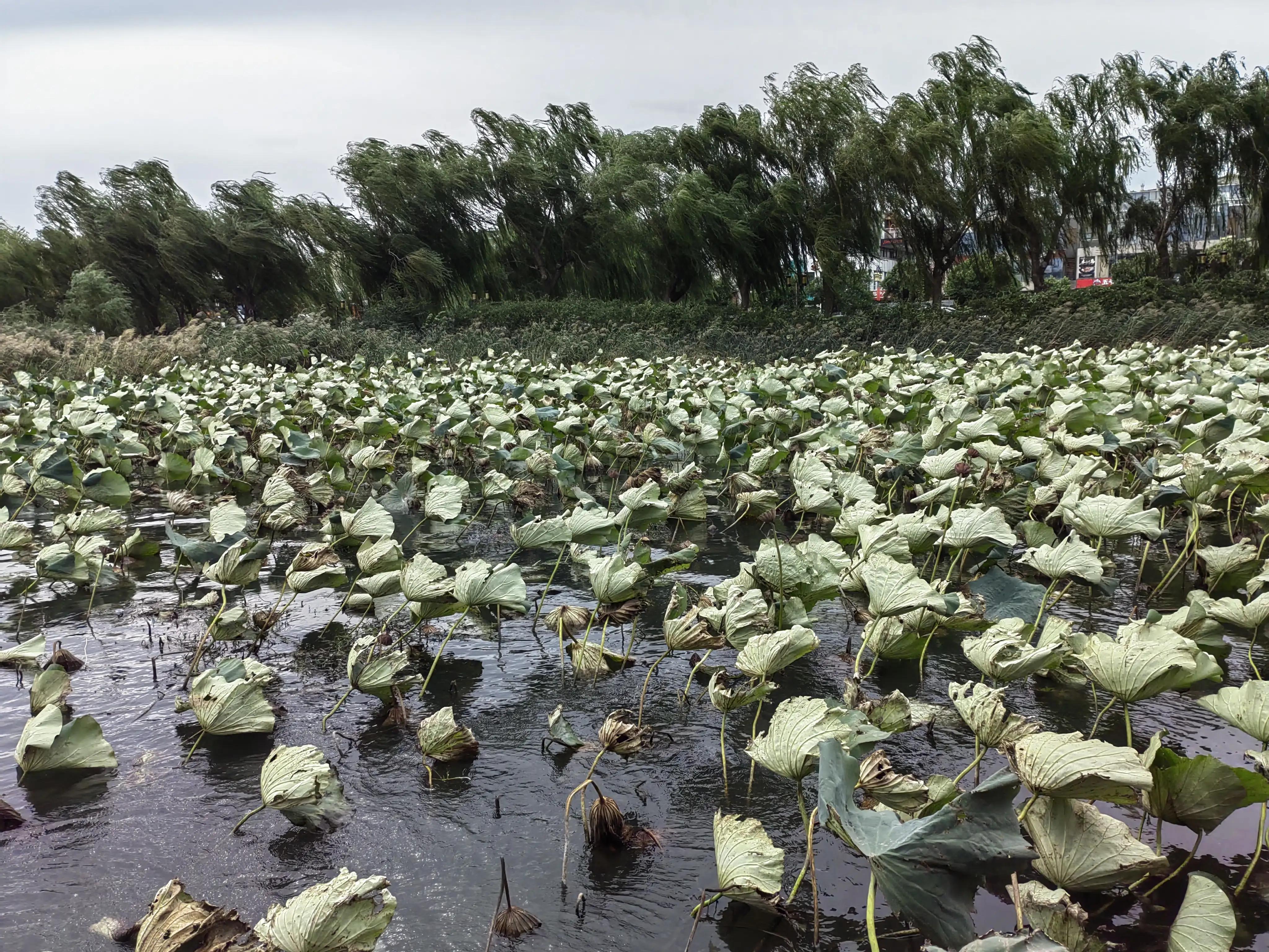 重阳日，大明湖畔赏毛*东泽**的《采桑子.重阳》