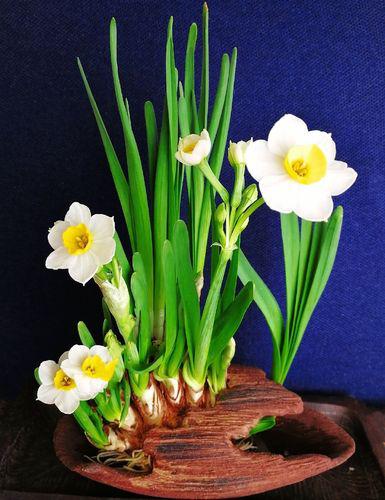 百花种类大全,百花的种类有哪些