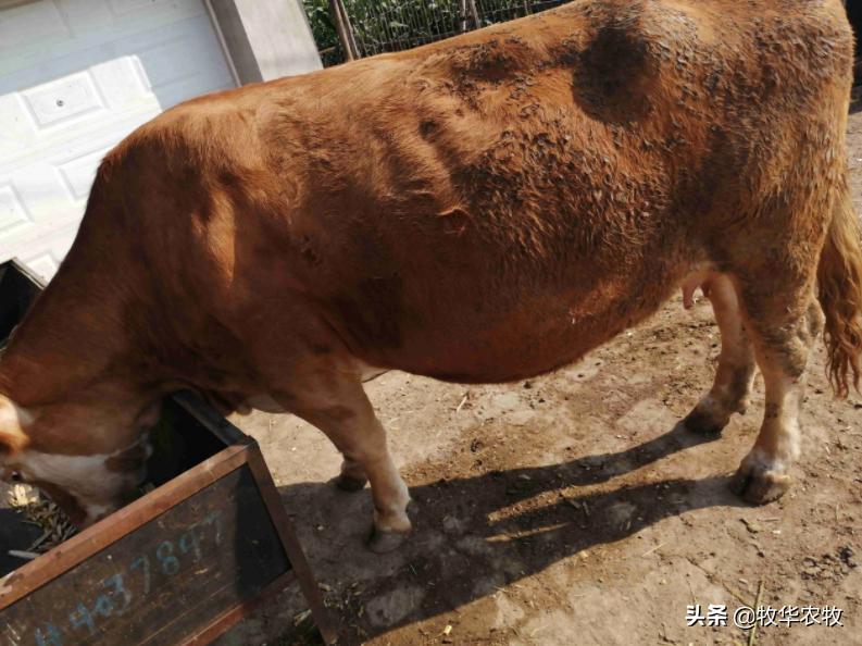 怀孕母牛流黏液怎么回事,怀孕母牛流红血是怎么回事