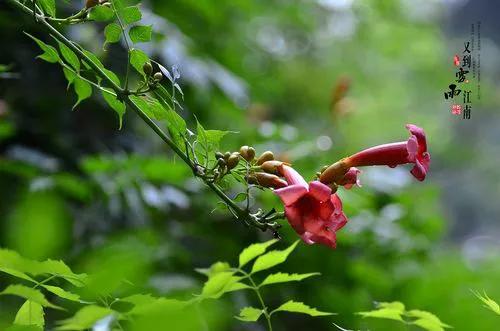 「新梦文学」同题专刊：东边日出西边雨】