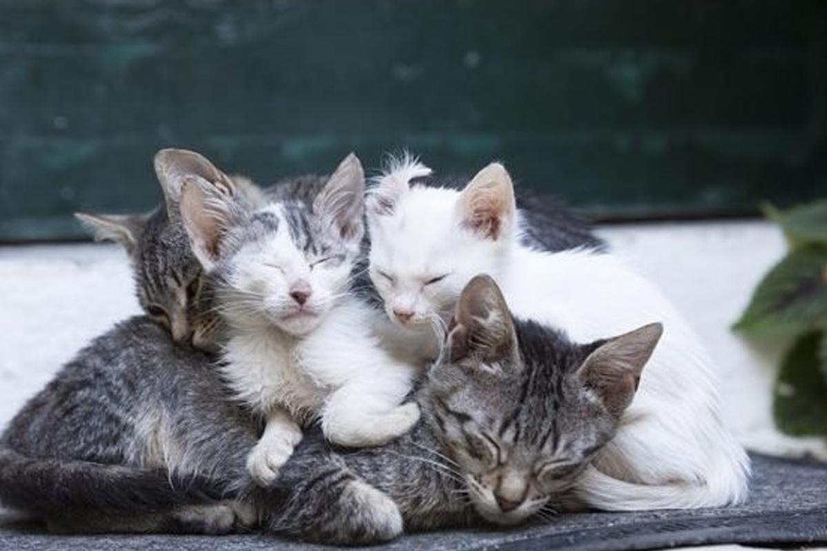 路上遇到流浪猫怎么办？不忍心看它这样居无定所，你可以这样做