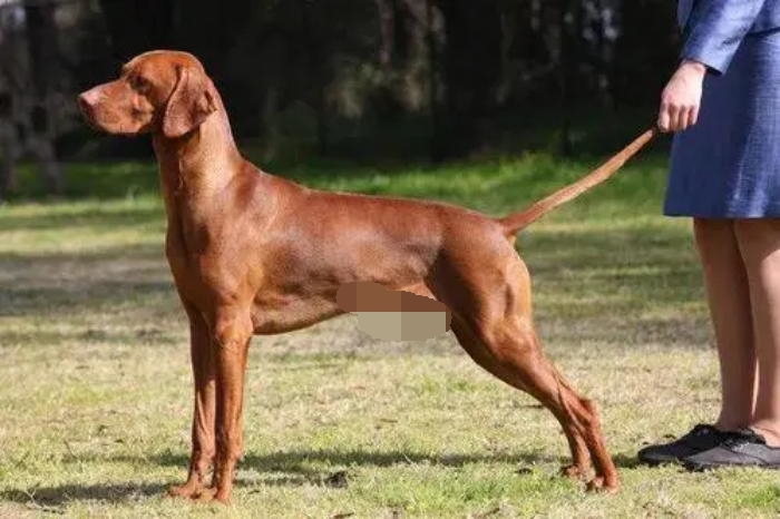 狼和狗是同一种动物,狼和狗是同一物种