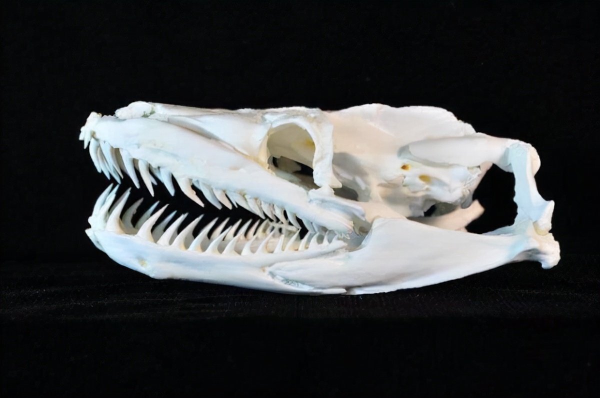 眼镜蛇被炖汤后，被剪掉的蛇头突然“复活”咬人，老伯差点丧命