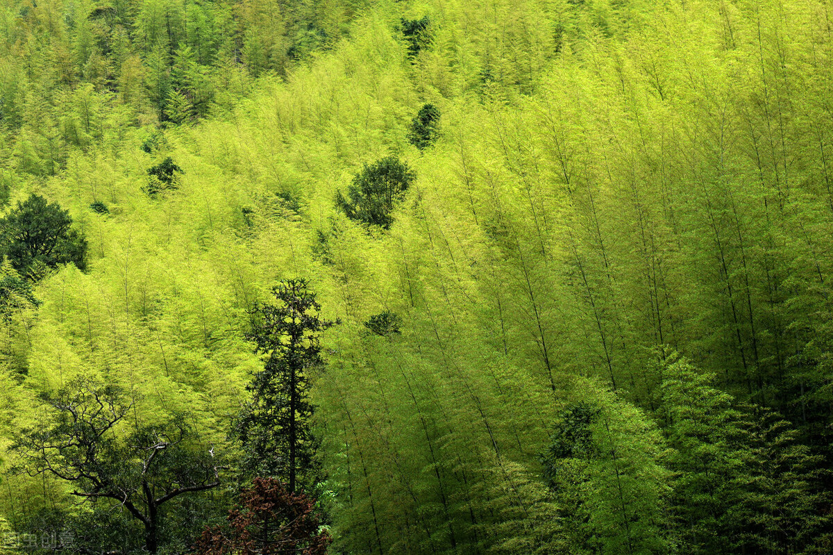 茶心普洱,茶心和茶碎