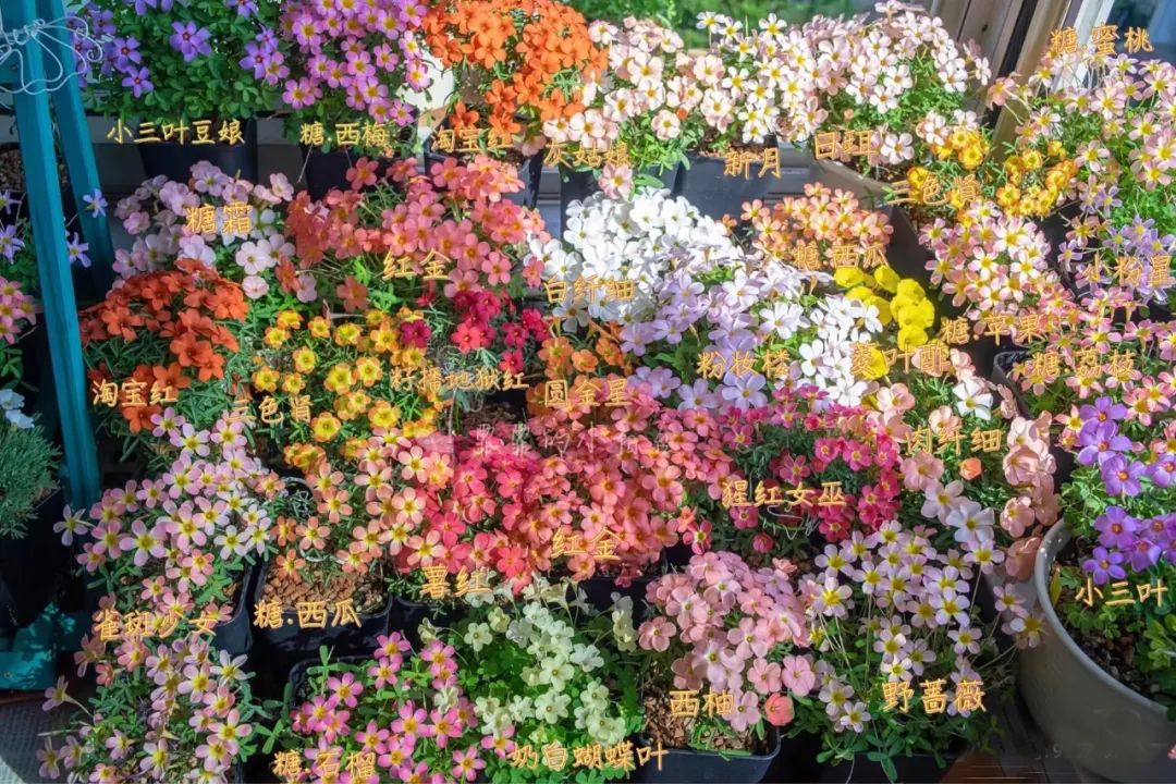 适合在路边种的野花,那些路边不起眼的花儿